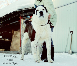 Additional photos: Central asian shepherd dog