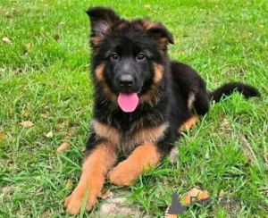 Photo №1. german shepherd - for sale in the city of Cádiz | negotiated | Announcement № 169915