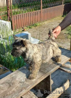 Photo №1. non-pedigree dogs - for sale in the city of Batočina | negotiated | Announcement № 83472