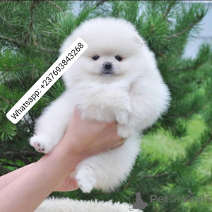 Photo №1. pomeranian - for sale in the city of Berlin | 518$ | Announcement № 137796