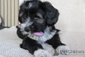Photo №4. I will sell tibetan terrier in the city of Novosibirsk. breeder - price - negotiated