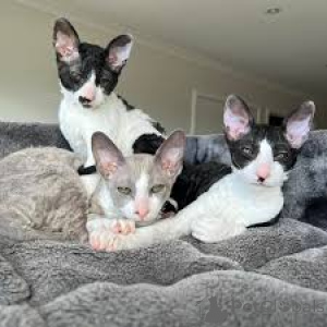 Photo №1. cornish rex - for sale in the city of Paris | 516$ | Announcement № 165508