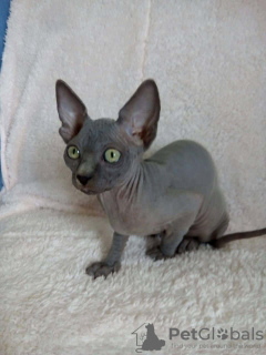 Photo №2 to announcement № 97328 for the sale of sphynx cat - buy in Germany private announcement, breeder