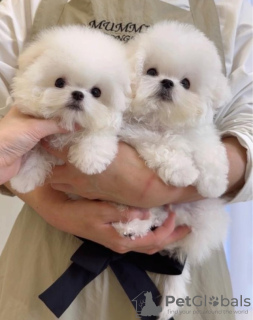 Photo №1. bichon frise - for sale in the city of Sydney | negotiated | Announcement № 84709