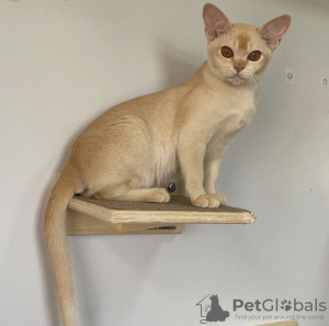 Photo №1. burmese cat - for sale in the city of Sydney | 400$ | Announcement № 131256