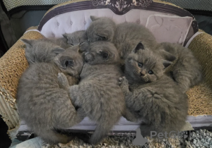 Photo №1. british shorthair - for sale in the city of Frechen | 361$ | Announcement № 172297