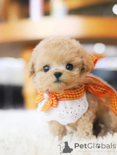 Photo №4. I will sell poodle (toy) in the city of Carolina Beach. breeder - price - negotiated