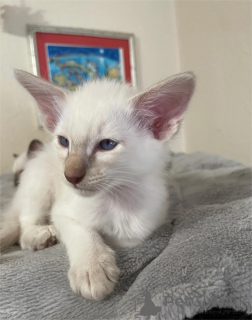 Photo №2 to announcement № 151543 for the sale of balinese cat - buy in Germany 