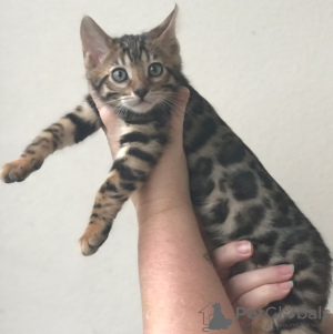 Photo №1. bengal cat - for sale in the city of Berlin | 391$ | Announcement № 64645