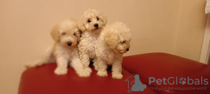 Additional photos: White toy poodle