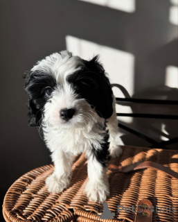 Photo №2 to announcement № 155452 for the sale of cavalier king charles spaniel - buy in Netherlands private announcement