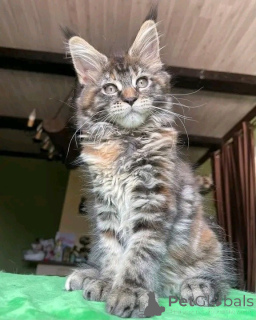 Photo №3. Unsere wunderschönen Maine-Coon-Kätzchen suchen ein liebevolles und. Germany