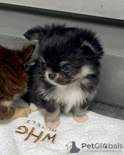 Photo №2 to announcement № 133051 for the sale of chihuahua - buy in United States 