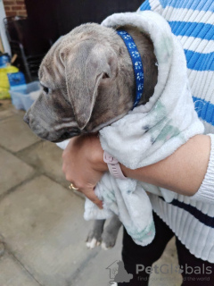 Photo №1. blue lacy - for sale in the city of Берлинген | 800$ | Announcement № 132795