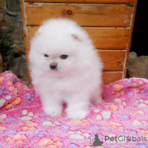 Photo №3. pomeranian. Germany