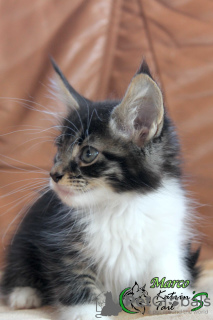 Photo №2 to announcement № 7273 for the sale of maine coon - buy in Russian Federation private announcement, from nursery, breeder
