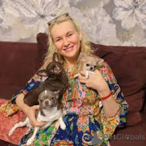 Photo №1. chihuahua - for sale in the city of Lisbon | 723$ | Announcement № 165951