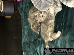 Photo №4. I will sell domestic cat in the city of Portland. private announcement - price - 70$