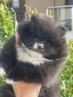 Photo №2 to announcement № 58079 for the sale of pomeranian - buy in Greece breeder