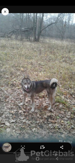 Additional photos: Wolfdog puppies for sale