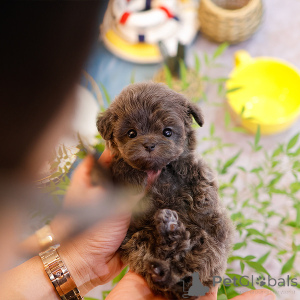 Photo №2 to announcement № 151986 for the sale of maltipu - buy in United States breeder