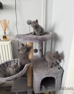 Photo №1. british shorthair - for sale in the city of CERMATT | negotiated | Announcement № 168473