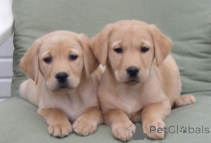 Photo №1. labrador retriever - for sale in the city of Geilenkirchen | 465$ | Announcement № 169461