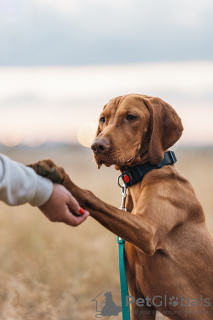 Additional photos: Hungarian Vizsla puppy