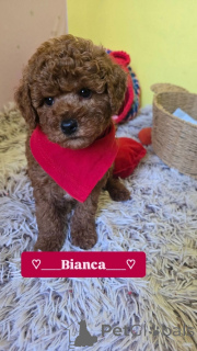 Photo №3. Adorable red toy poodle puppies. Serbia