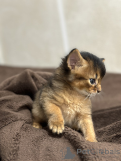Photo №4. I will sell somali cat in the city of Šiauliai. breeder - price - 1268$