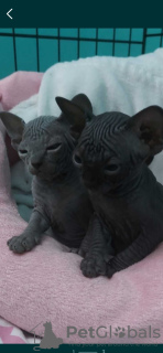 Photo №1. sphynx cat - for sale in the city of Częstochowa | negotiated | Announcement № 92467