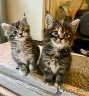 Photo №2 to announcement № 137121 for the sale of maine coon - buy in Germany breeder