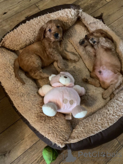 Photo №2 to announcement № 107766 for the sale of american cocker spaniel - buy in Switzerland private announcement, breeder