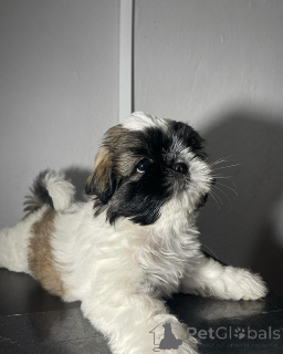 Photo №1. non-pedigree dogs - for sale in the city of Birkirkara | negotiated | Announcement № 173357
