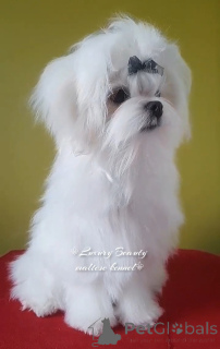 Photo №2 to announcement № 159838 for the sale of maltese dog - buy in Ukraine from nursery