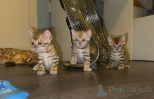 Photo №1. bengal cat - for sale in the city of Giesen | 361$ | Announcement № 169811