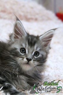 Photo №4. I will sell maine coon in the city of St. Petersburg. private announcement, from nursery, breeder - price - 743$