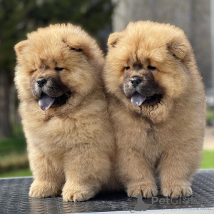 Photo №1. chow chow - for sale in the city of Амстердам | 264$ | Announcement № 44025