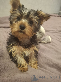 Photo №4. I will sell beaver yorkshire terrier, yorkshire terrier in the city of Vilnius. private announcement, from nursery, breeder - price - 565$