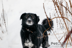 Photo №1. non-pedigree dogs - for sale in the city of Москва | Is free | Announcement № 23652