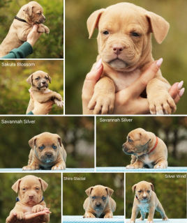 Photo №2 to announcement № 6894 for the sale of american bully - buy in Russian Federation from nursery, breeder