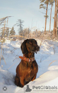 Photo №1. bavarian mountain hound - for sale in the city of Jelgava | 528$ | Announcement № 71001