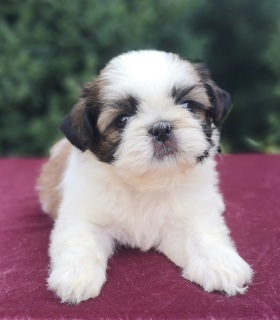 Photo №4. I will sell shih tzu in the city of Krivoy Rog. from nursery, breeder - price - negotiated