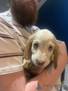 Photo №3. Stunning litter of cross golden retriever and cocker spaniel pups. Germany
