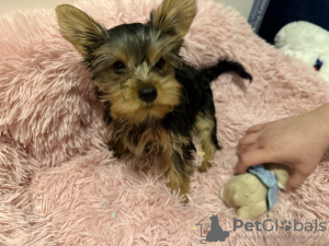 Photo №1. yorkshire terrier - for sale in the city of London | 317$ | Announcement № 123494