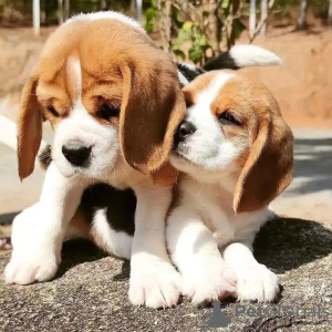 Photo №3. Beagle puppies for sale. Germany