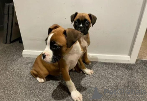 Photo №3. Boxer puppies for sale. Ukraine