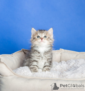 Additional photos: Kuril bobtail kittens for sale