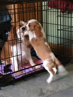 Photo №2 to announcement № 85907 for the sale of cavalier king charles spaniel - buy in Malta private announcement