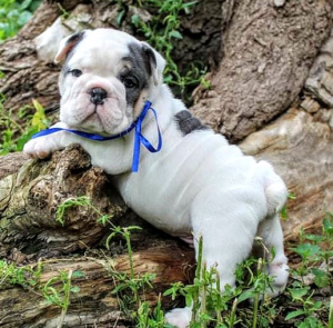 Photo №2 to announcement № 3261 for the sale of english bulldog - buy in Russian Federation breeder